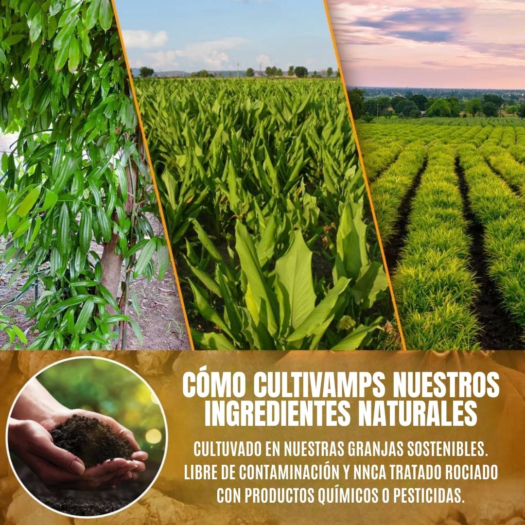TÉ DE CÚRCUMA, JENGIBRE Y CANELA® + EBOOK LIMPIEZA HÍGADO GRASO